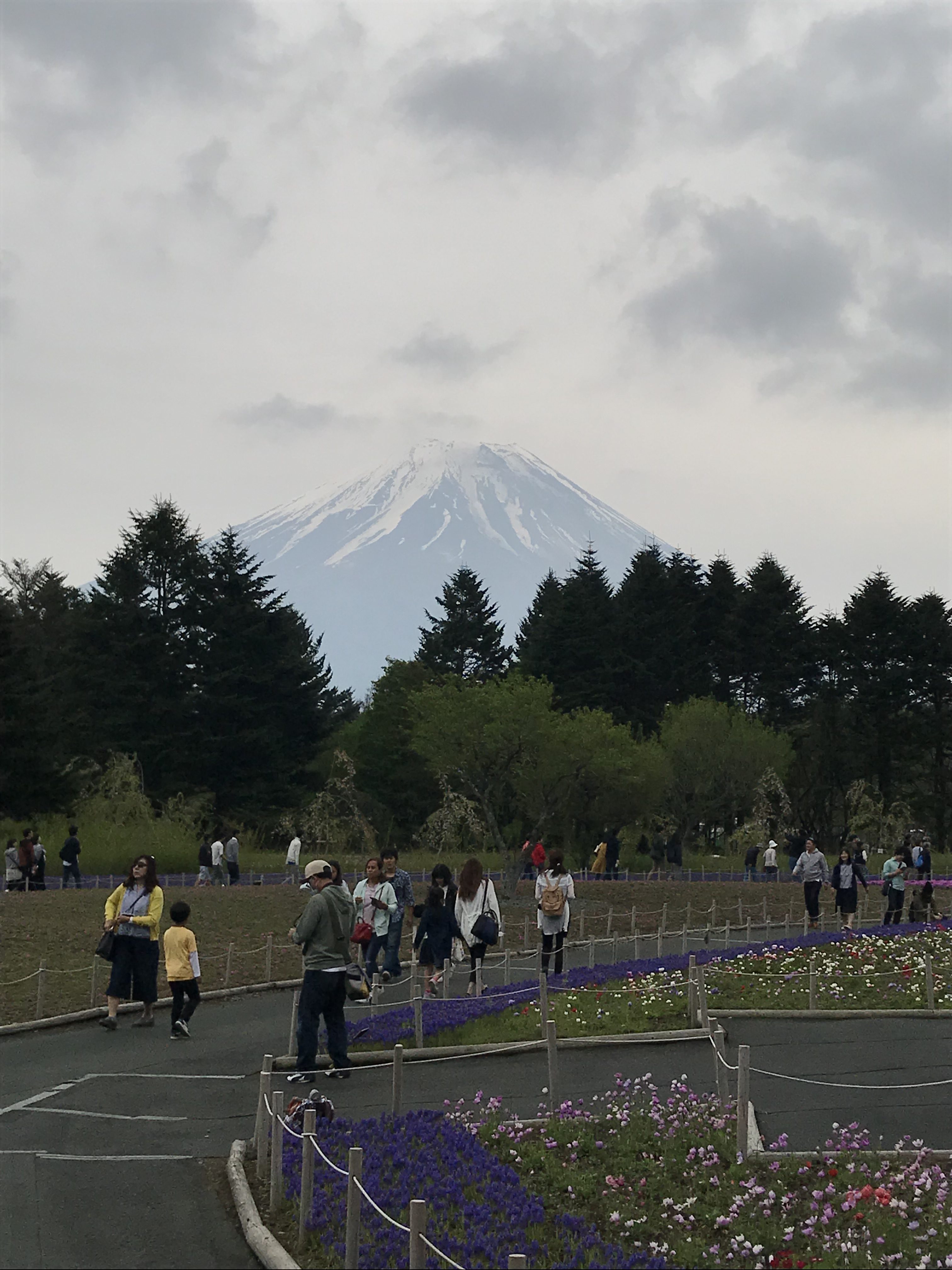 富士芝桜まつり2018