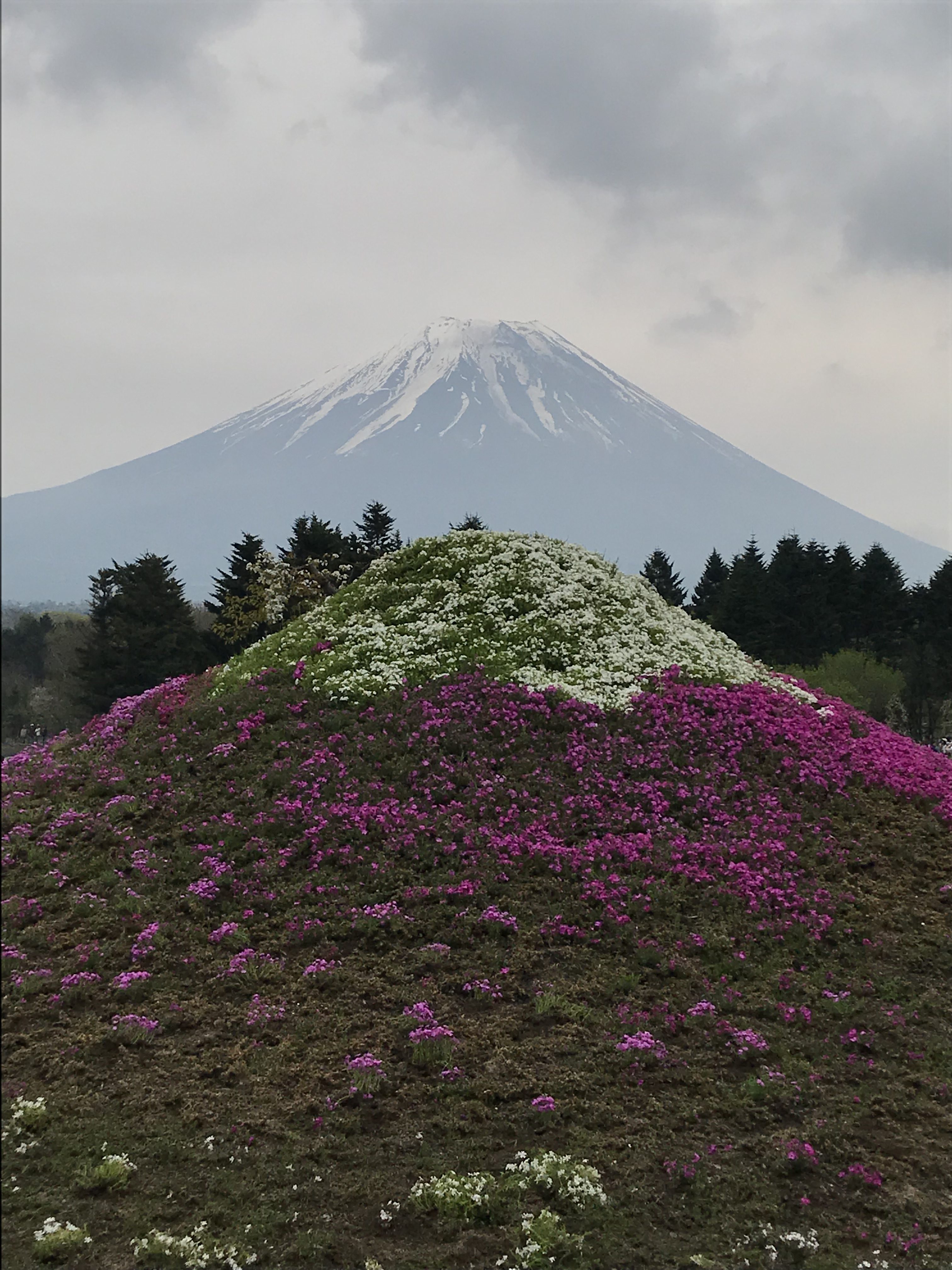 富士芝桜まつり2018