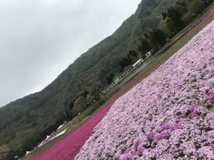 富士芝桜まつり2018